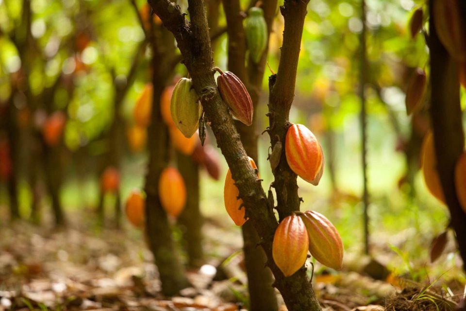 Organic kakao Arriba Nacional