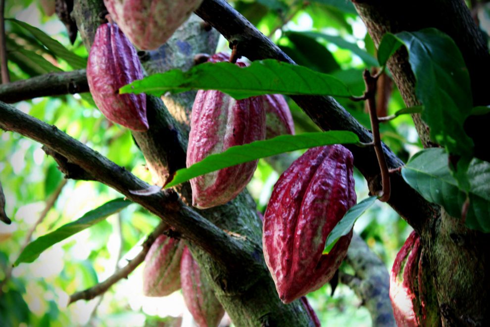 Organic cacao Arriba Nacional